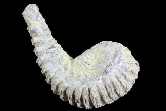 Cretaceous Fossil Oyster (Rastellum) - Madagascar #69648